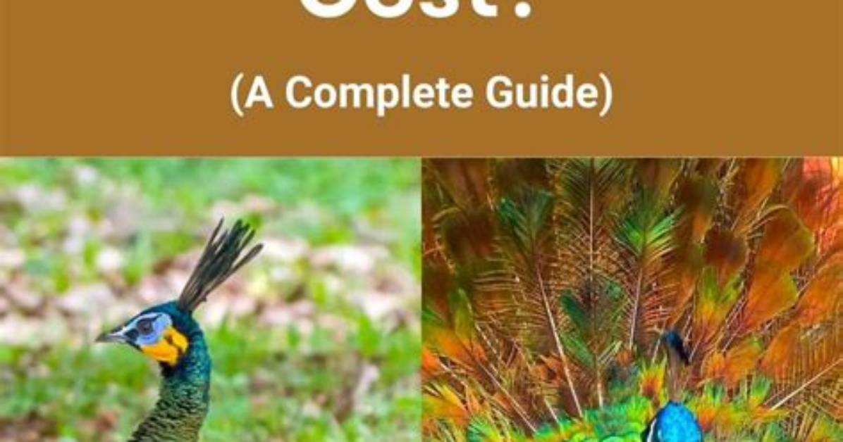 How Much Does a Peacock Cost?
