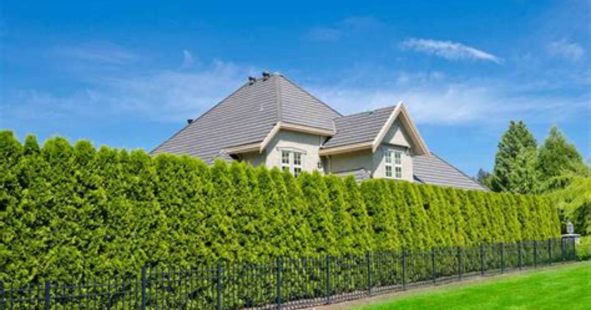 How Much Does a Privacy Hedge Cost