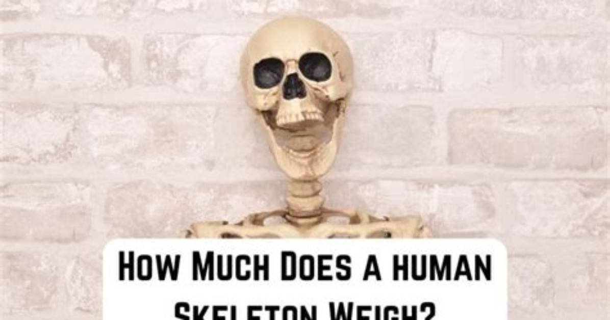 How Much Does a Skeleton Weigh