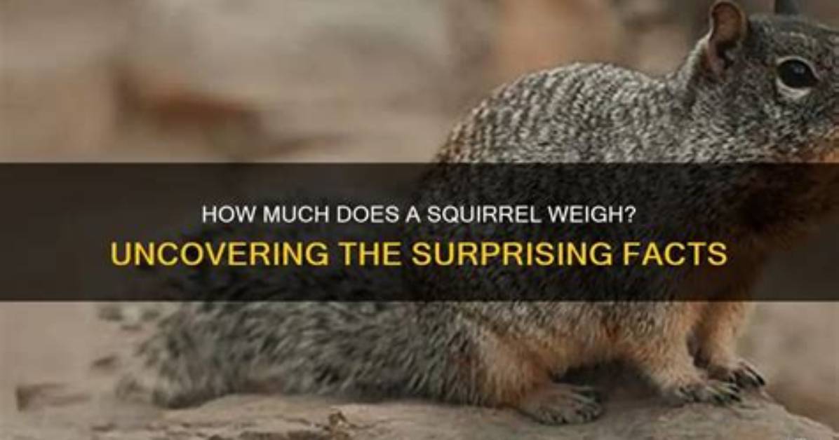 How Much Does a Squirrel Weigh?