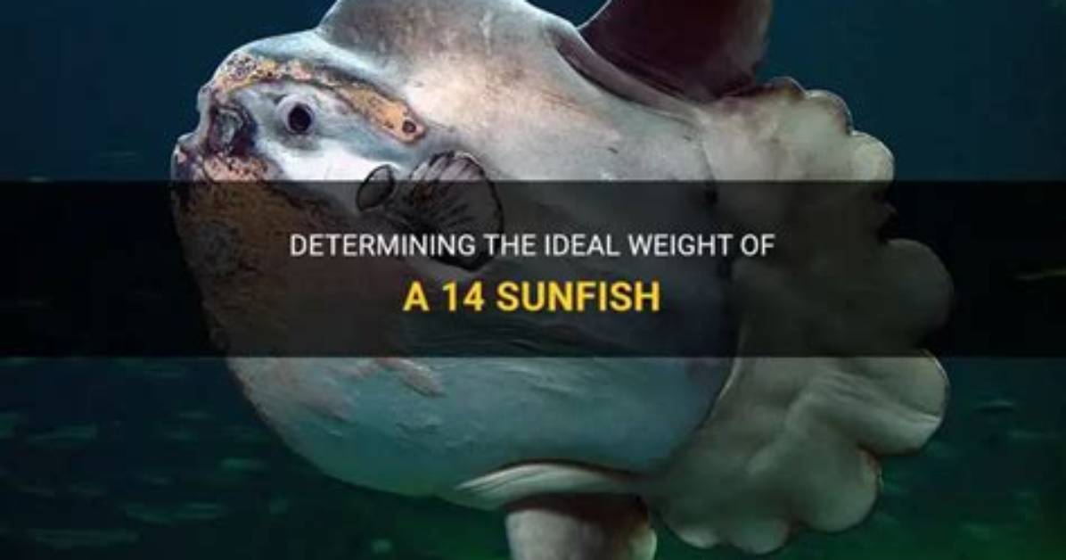 How Much Does a Sunfish Weigh?