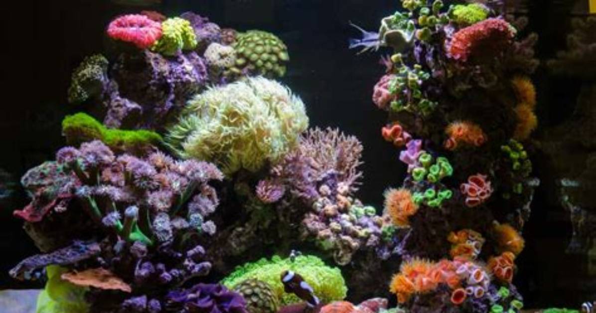 How Much Does Coral Cost