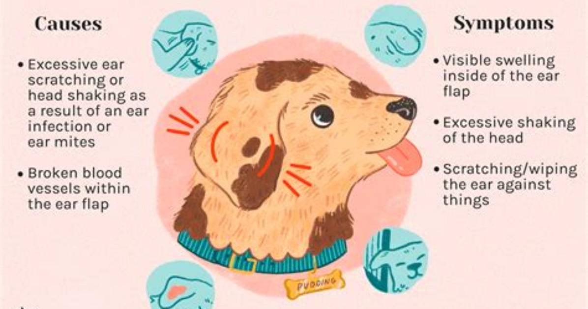 How Much Does Dog Ear Hematoma Surgery Cost