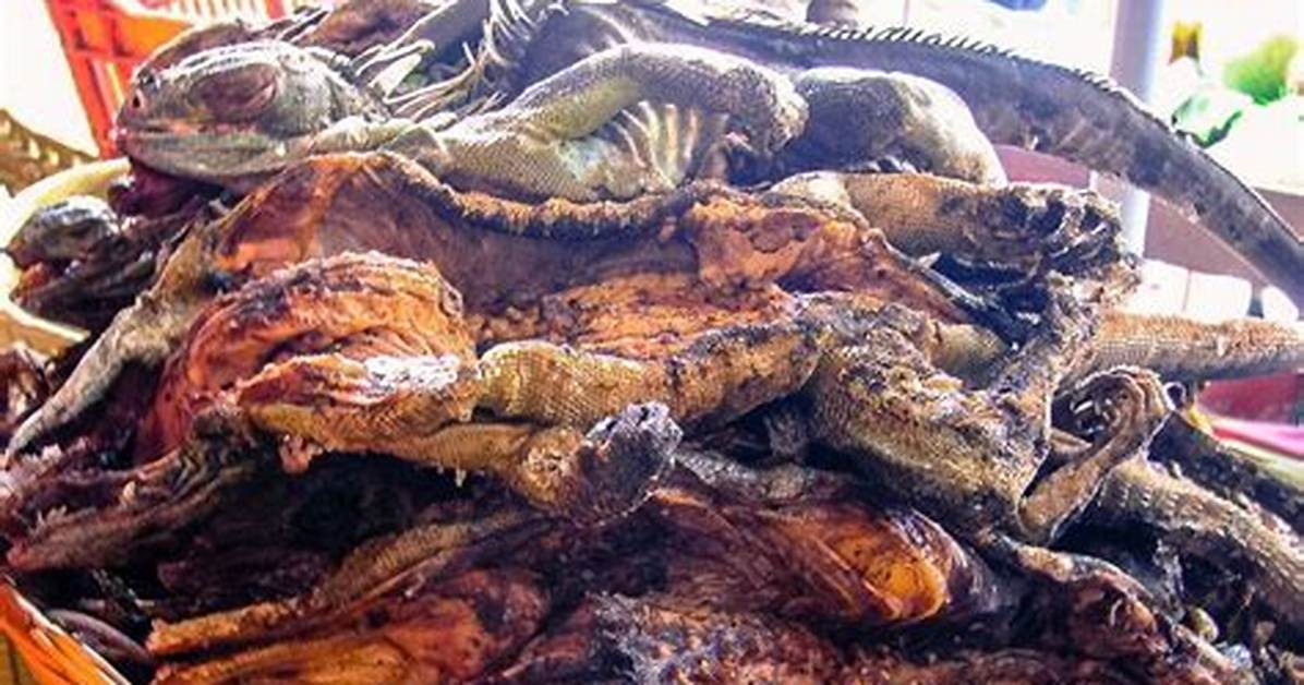 How Much Does Iguana Meat Sell for?