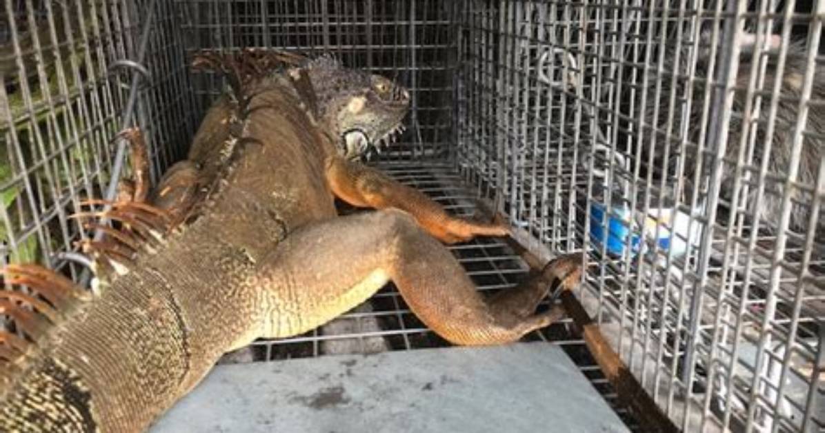 How Much Does Iguana Removal Cost