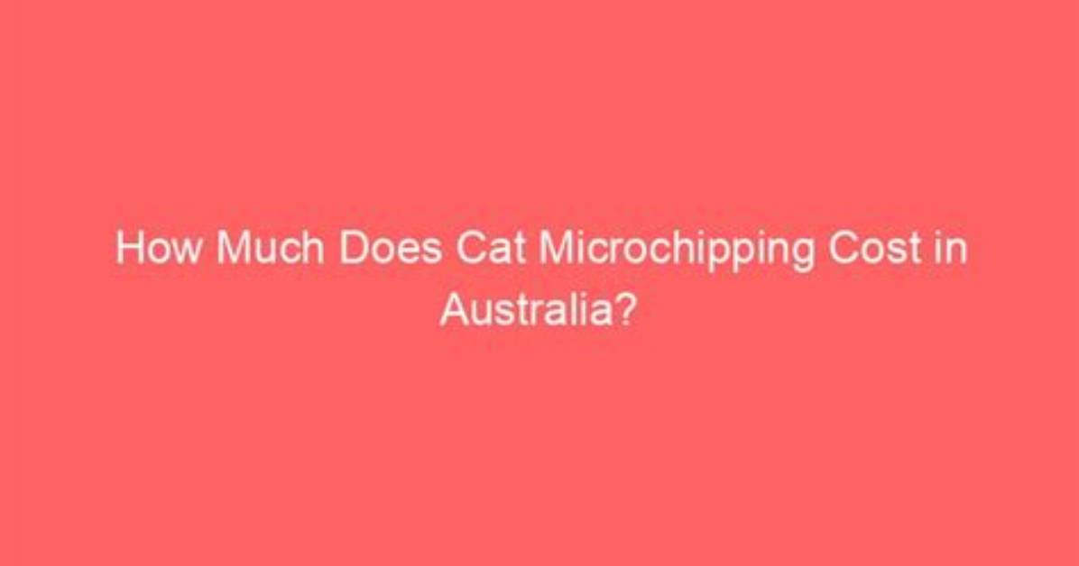 How Much Does Microchipping a Cat Cost?