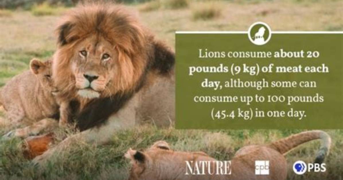 How Much Does the Average Lion Weigh