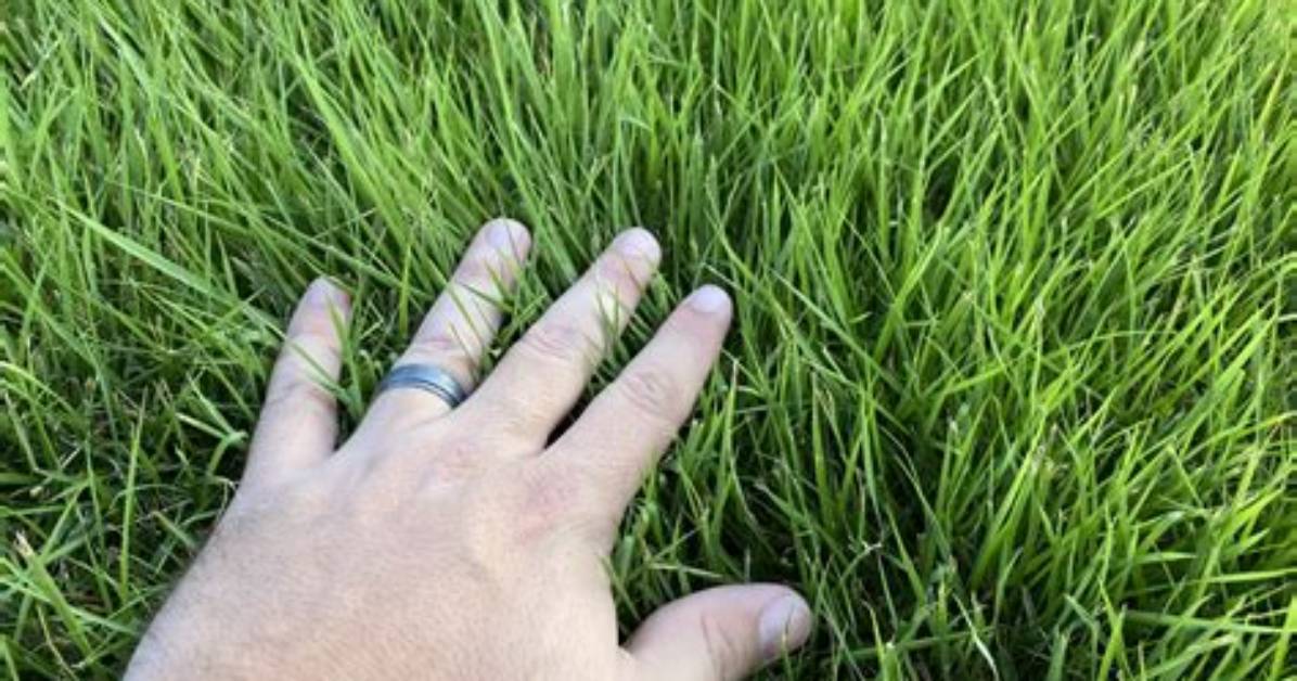 How Much Energy Does Grass Have