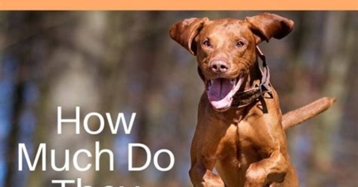 How Much Exercise Does a Vizsla Need?