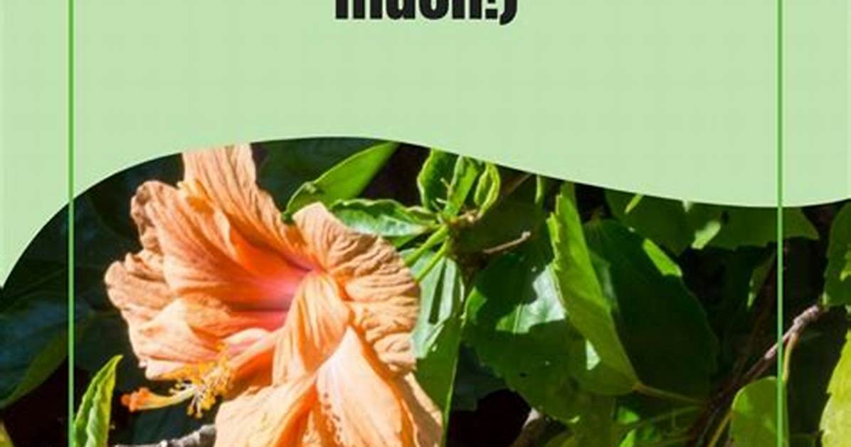 How Much Fertilizer Does a Hibiscus Need