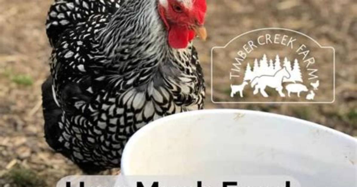 How Much Fodder Does a Chicken Need per Day