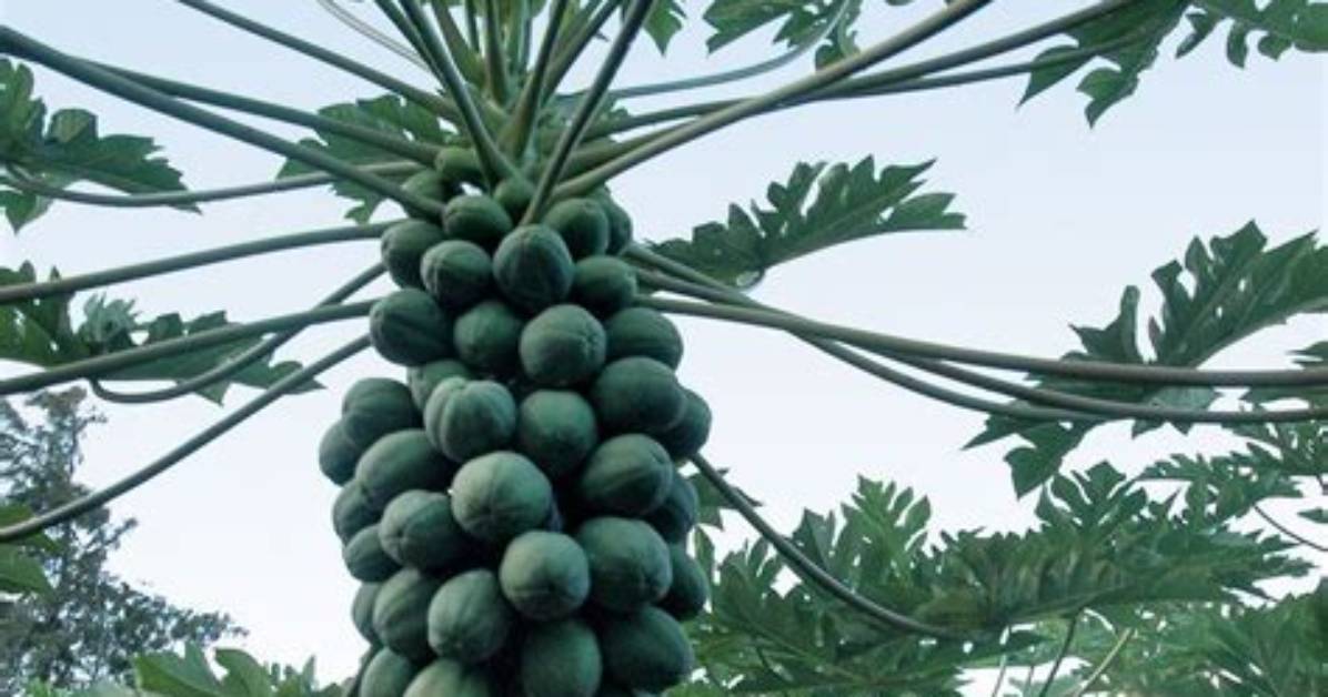 How Much Fruit Does a Papaya Tree Produce?