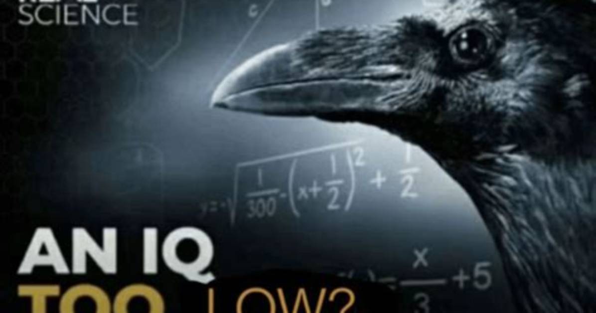 How Much Iq Does a Crow Have?