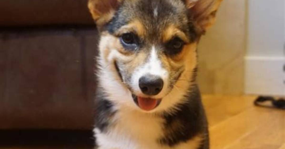 How Much Is a Corgi Pup