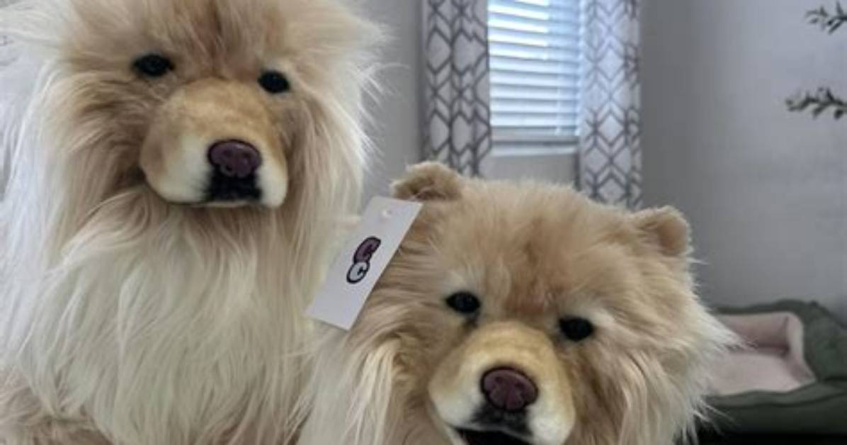 How Much Is a Cuddle Clone