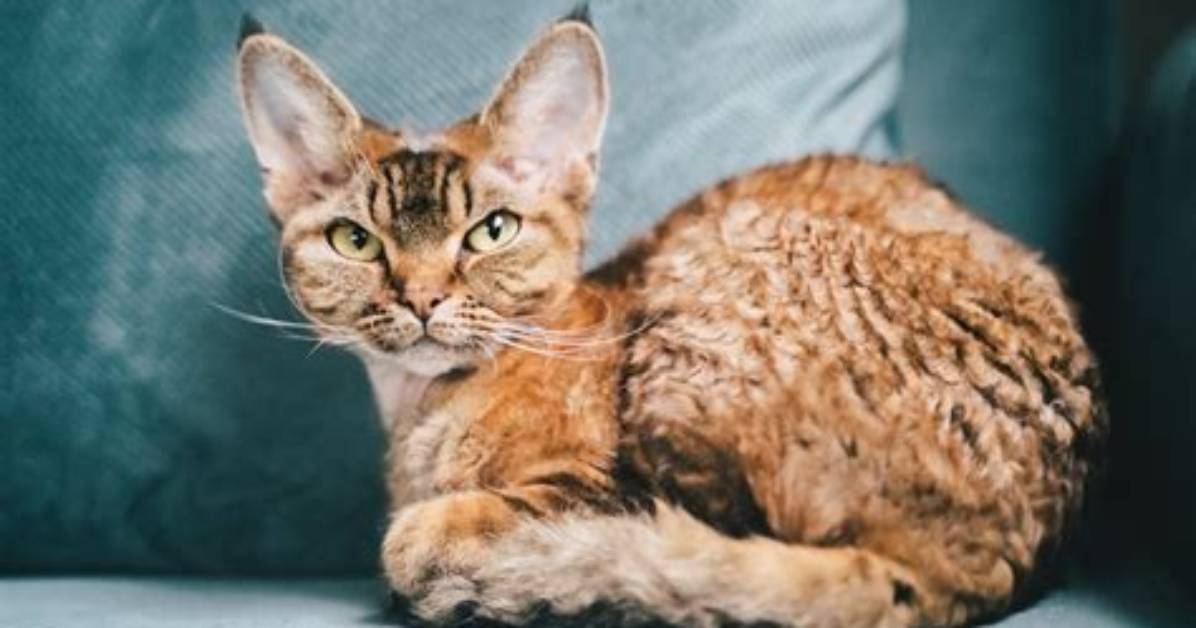 How Much Is a Devon Rex Cat?