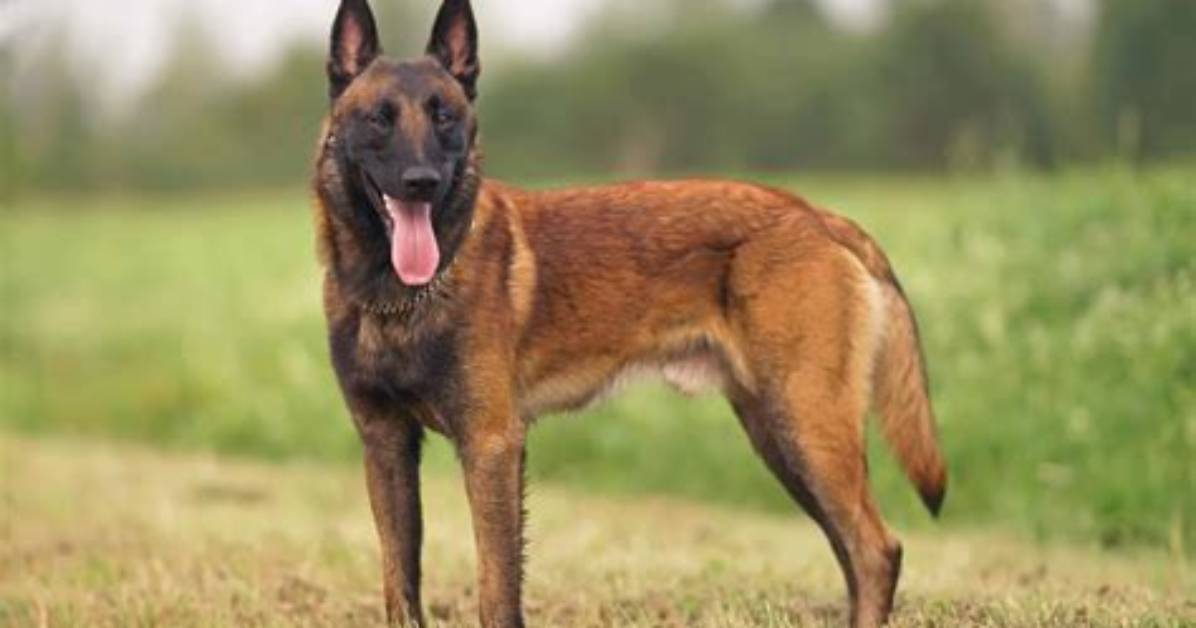 How Much Is a Malinois Dog?