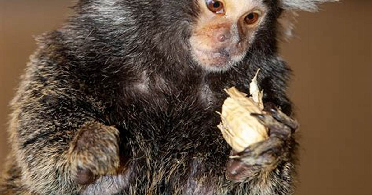 How Much Is a Marmoset Monkey?