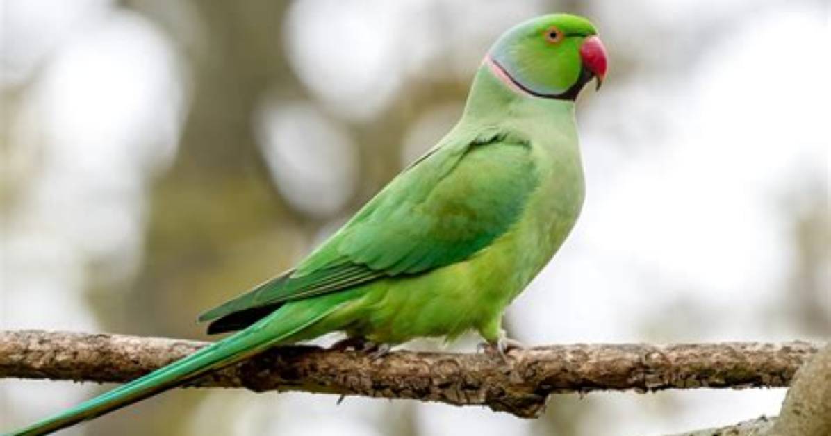 How Much Is a Rose Ringed Parakeet?