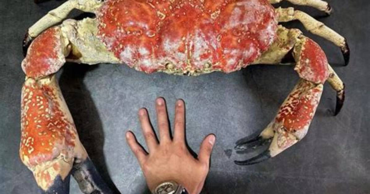How Much Is a Single King Crab Worth?