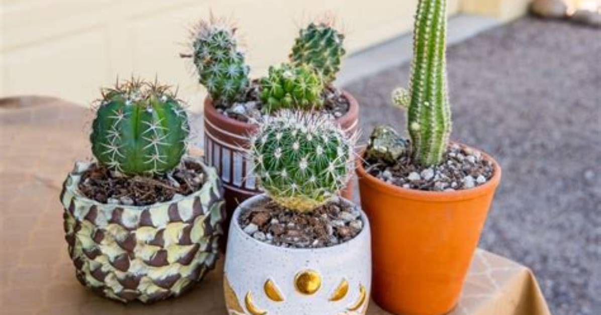 How Much Is a Small Cactus