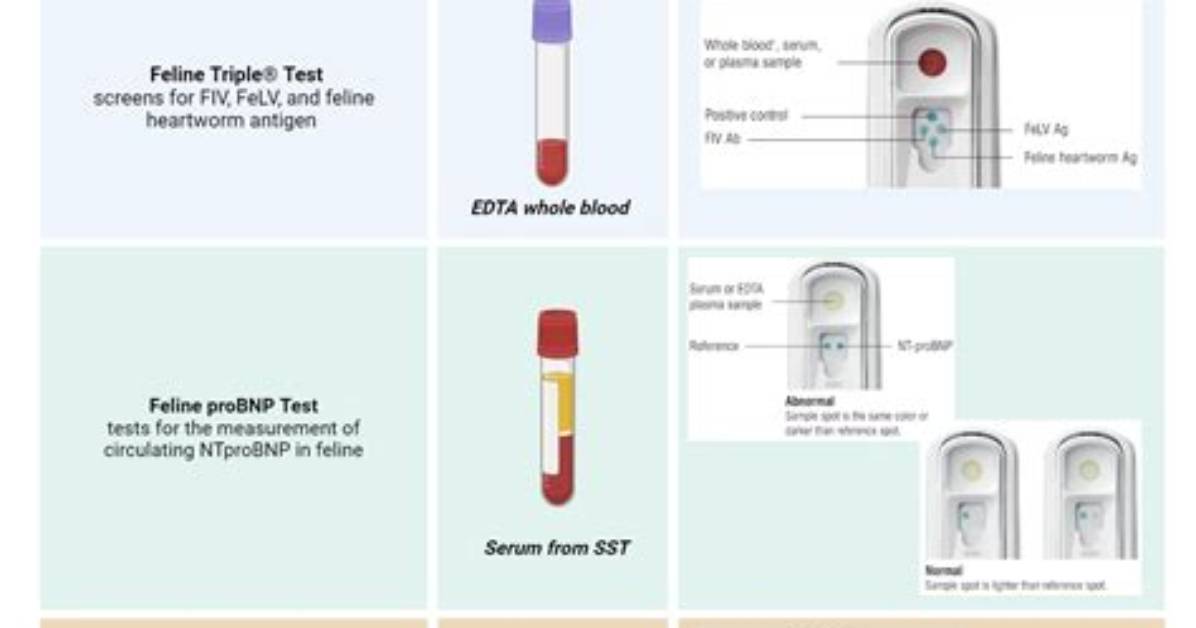 How Much Is a Snap Test for Cats