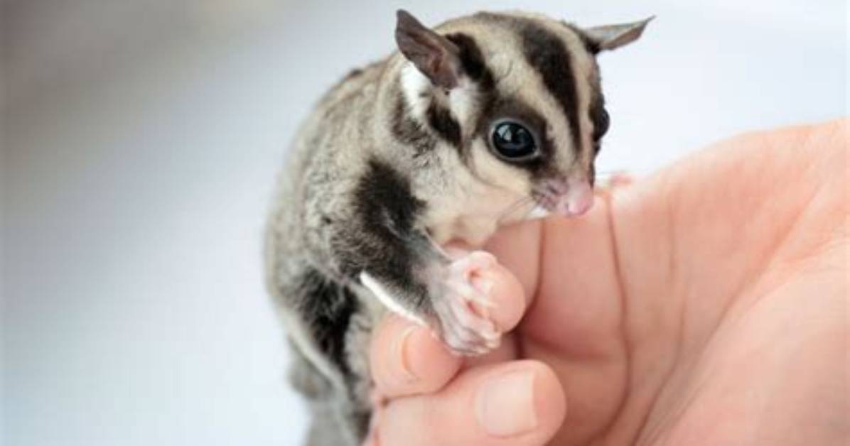 How Much Is a Sugar Glider?