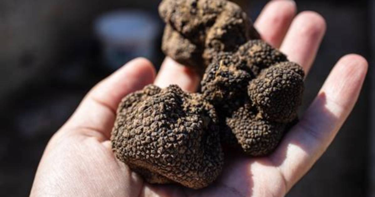 How Much Is a Truffle Tree?