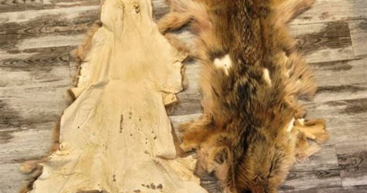 How Much Is a Wolf Pelt Worth