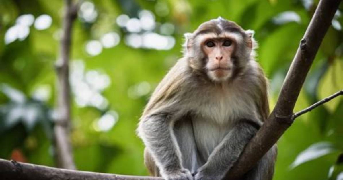 How Much Is Monkey - Lisbd-Net. Com