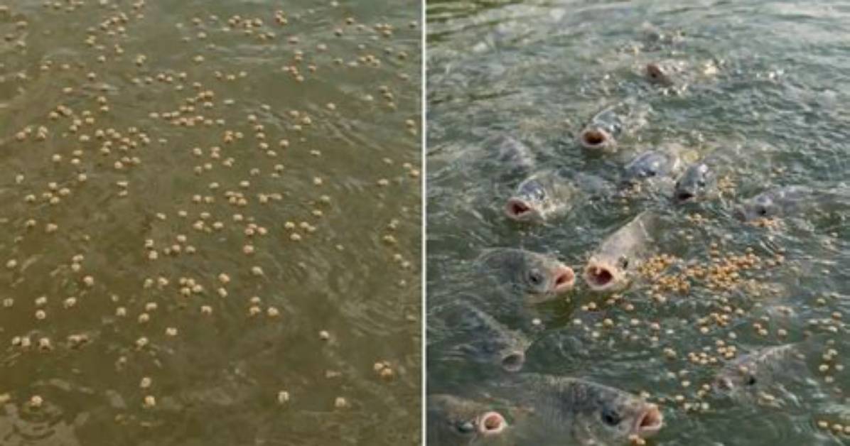 How Much Is Overfeeding Fish?