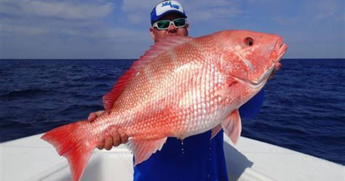 How Much Is Red Snapper a Pound in Florida?