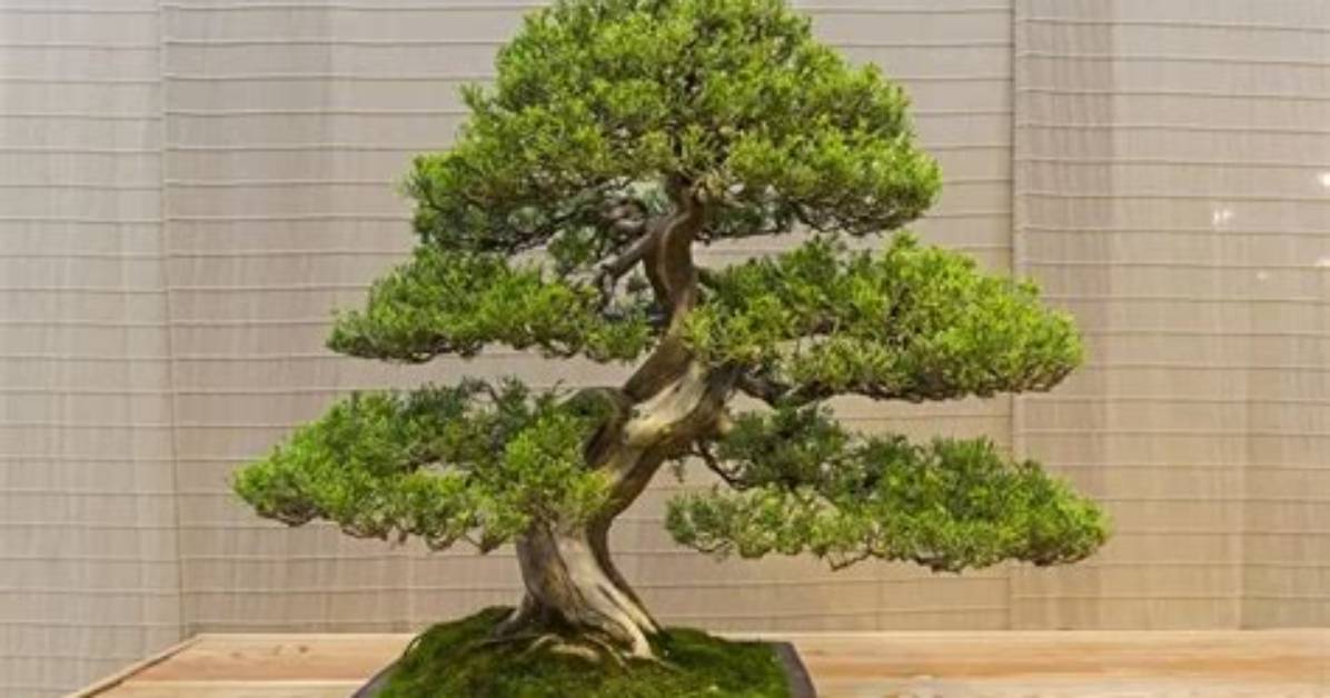 How Much Light Does a Bonsai Juniper Need