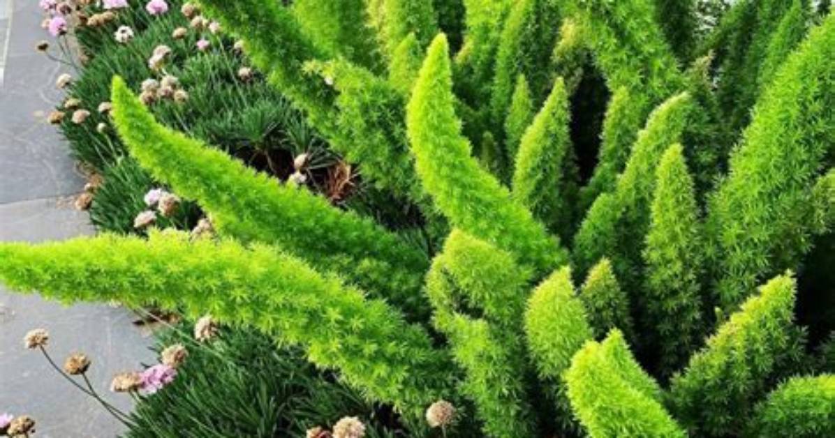 How Much Light Does a Foxtail Fern Need