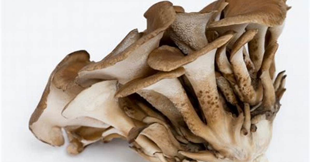 How Much Maitake Should I Take