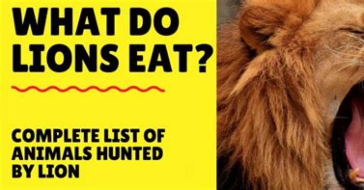 How Much Meat Does a Lion Eat a Day
