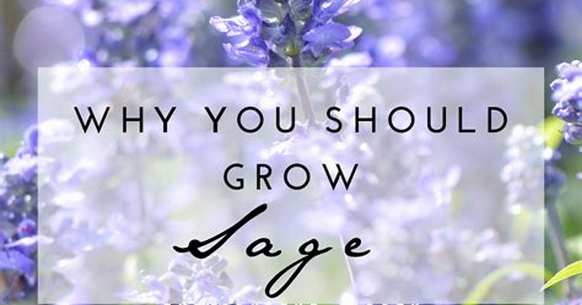 How Much Sage Should I Use