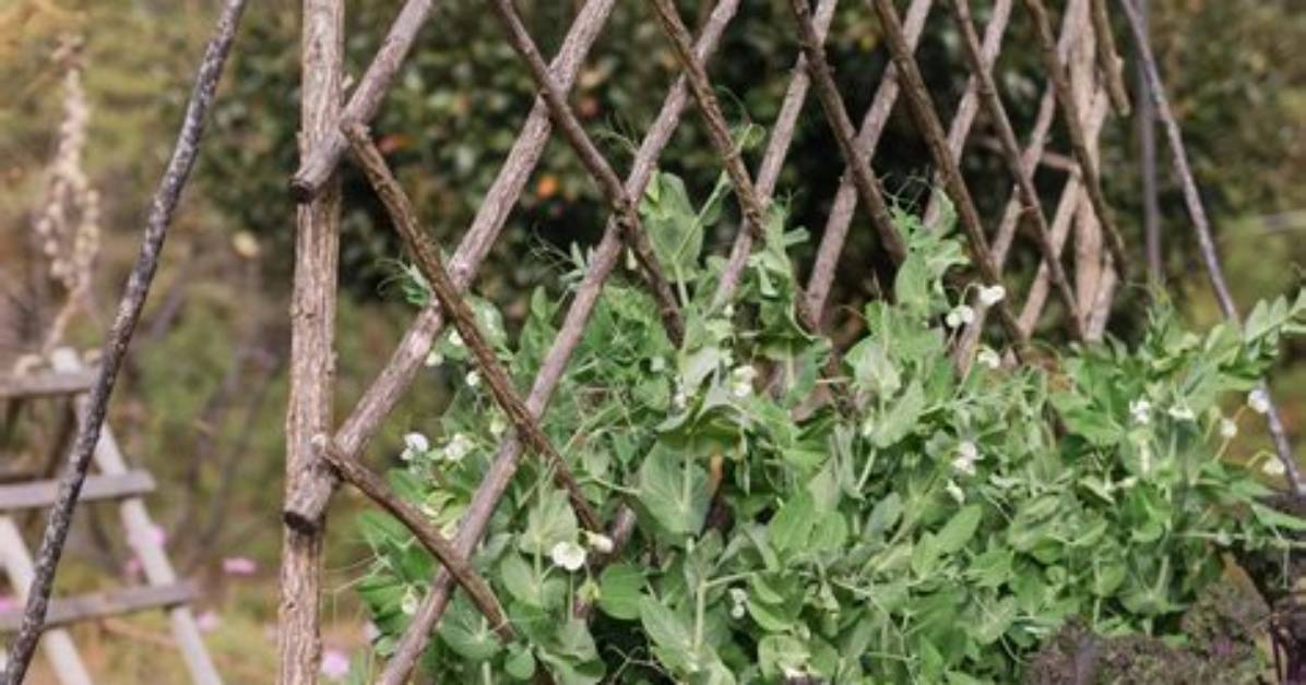 How Much Space Do Snap Peas Need to Grow