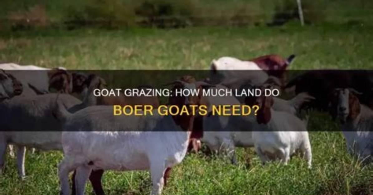 How Much Space Does a Boer Goat Need