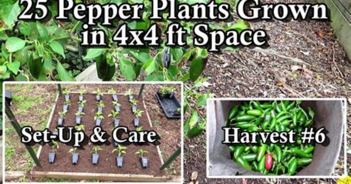 How Much Space Does a Pepper Plant Need?