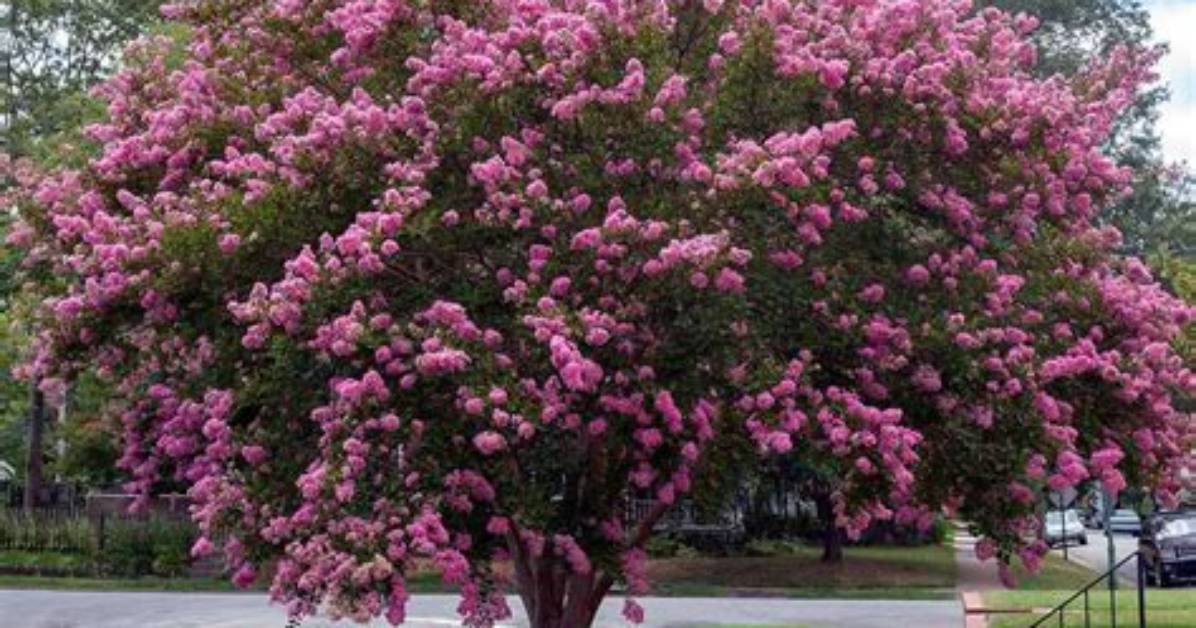How Much Sun Do Crepe Myrtles Need?