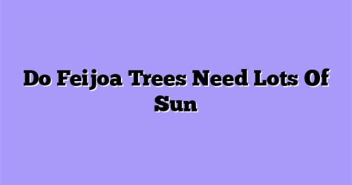 How Much Sun Do Feijoa Trees Need