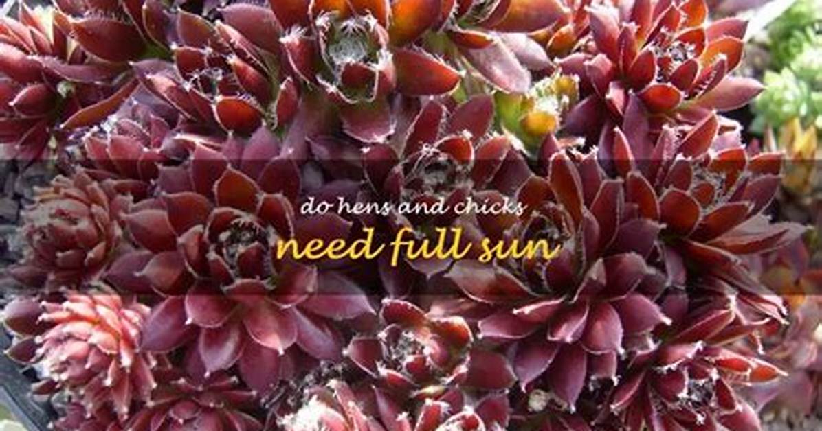 How Much Sun Do Hens and Chicks Need?
