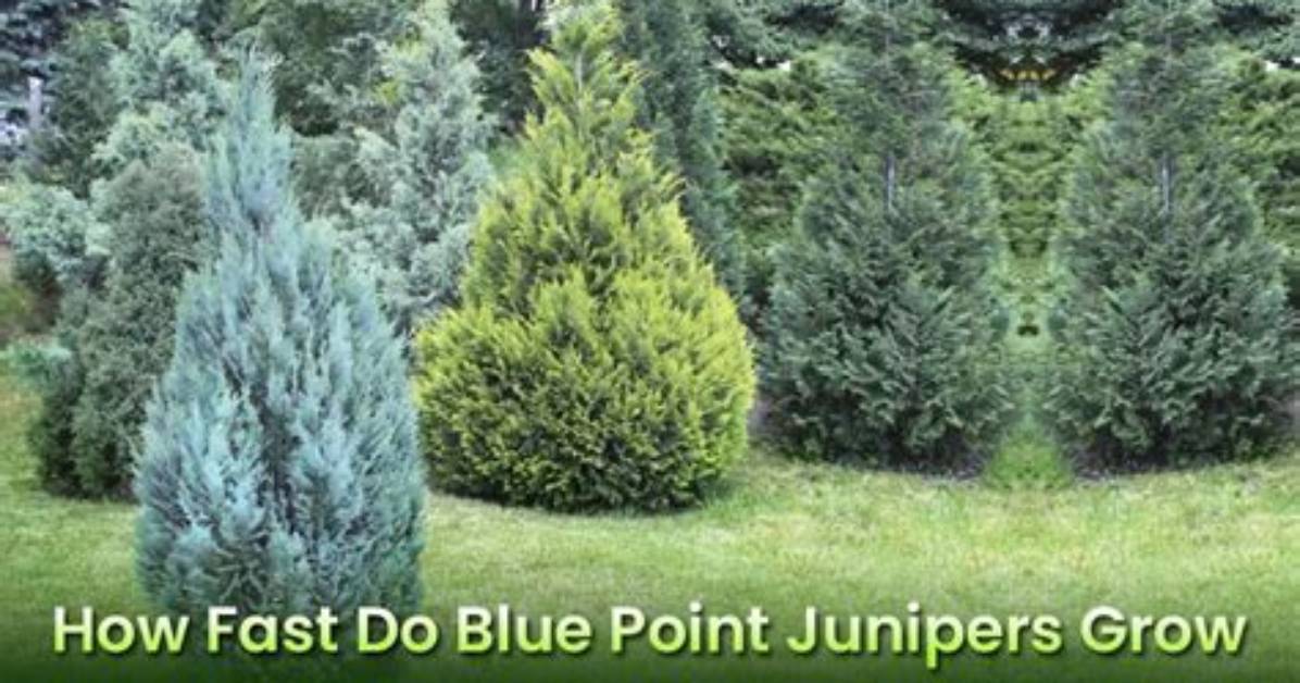 How Much Sun Does a Blue Point Juniper Need