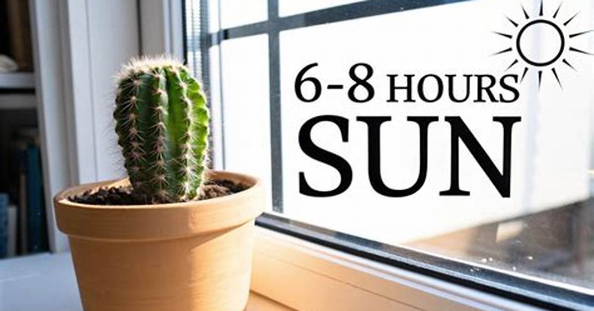 How Much Sun Does a Cactus Need
