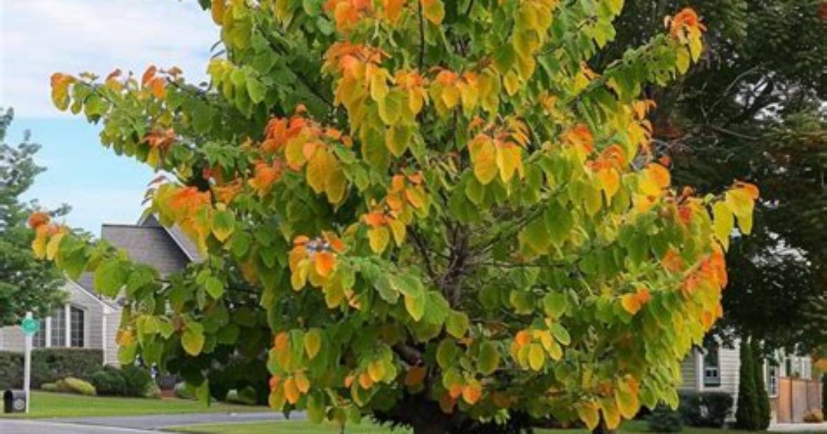 How Much Sun Does a Redbud Tree Need