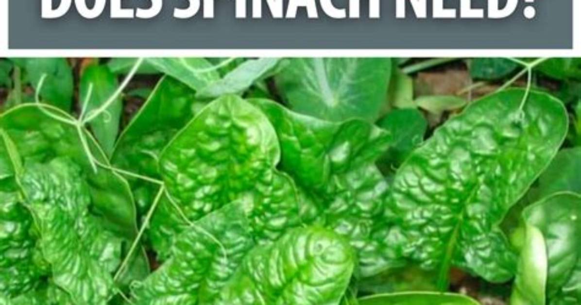 How Much Sun Does a Spinach Plant Need