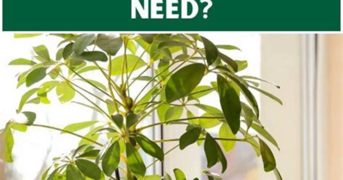 How Much Sunlight Does a Schefflera Plant Need