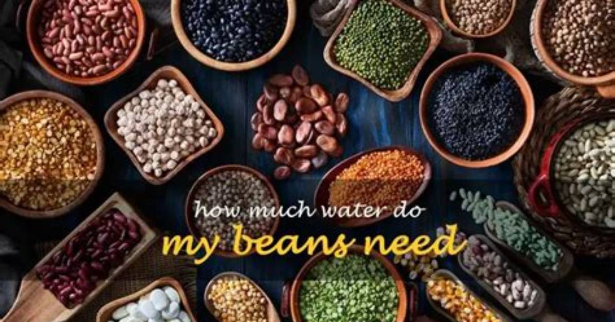 How Much Water Do Beans Need