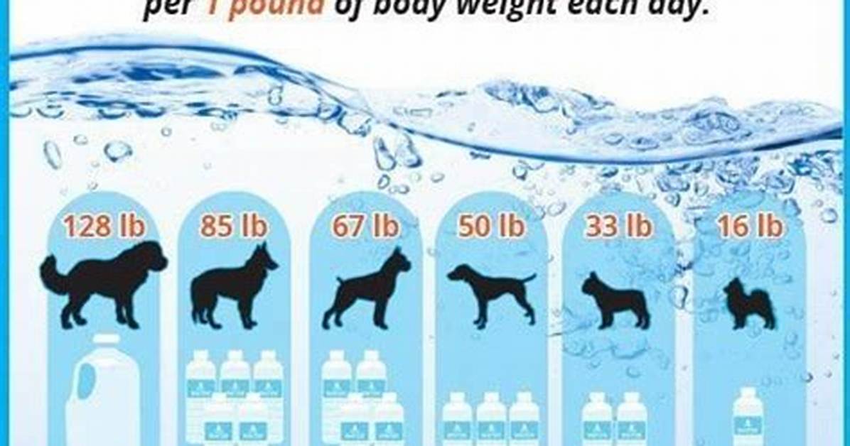 How Much Water Do Dogs Need?